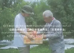 甲州市産 サンシャインレッド 4～5房入（約2.2kg）自然農法【2026年発送】（BNC）D2-425 サンシャインレッド フルーツ