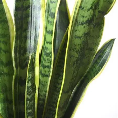 観葉植物 サンスベリア・ローレンティー6号鉢 ラスターポット(白)鉢カバー付き【配送不可地域：離島・沖縄県】【1707571】