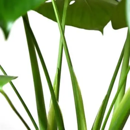 観葉植物 モンステラ 6号鉢(鉢カバーなし)【配送不可地域：離島・沖縄県】【1707574】