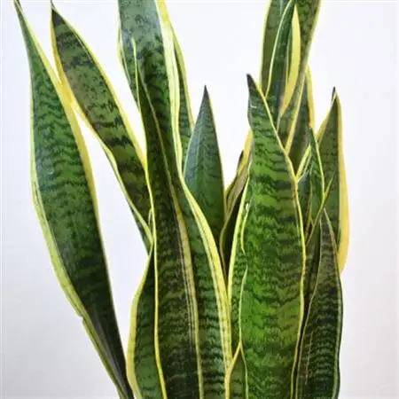 観葉植物 サンスベリア・ローレンティー 8号鉢(鉢カバーなし)【配送不可地域：離島・沖縄県】【1707582】