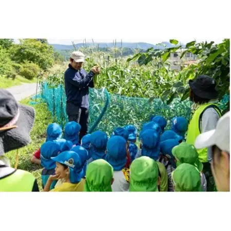 【朝採り即出荷】八ヶ岳産グラビスとうもろこし 約4kg (11本前後)【配送不可地域：離島・北海道・沖縄県・中国・四国・九州】【1645897】
