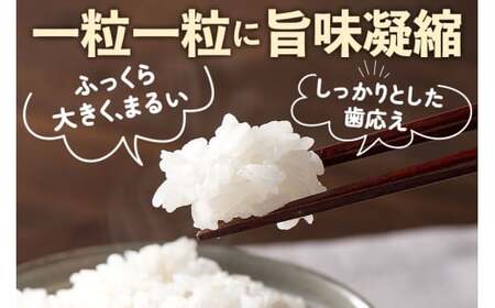 【白米】山形県産 棚田米 白鷹ほまれ 10kg 【令和7年産】 山形95号 令和7年産 米 お米 精米 コメ おこめ ごはん ご飯 白米 10キロ