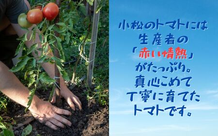 春トマト  40玉～48玉（約8kg）小松産 野菜 春とまと | 石川県 小松市【JAあぐり】