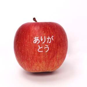 つたえる フルーツ セット 3kg 果物 山形 08-03-095