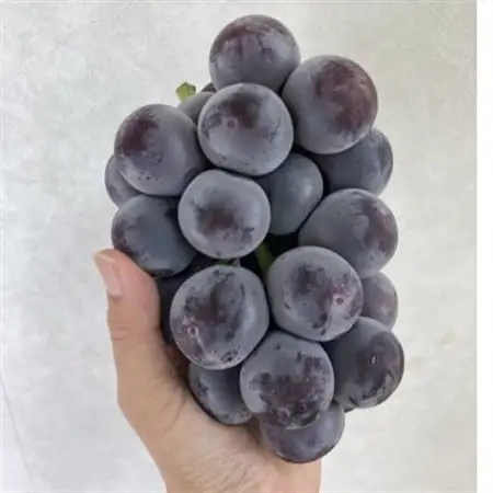 岡山県産　オーロラブラック2房【冷蔵】2026年発送【配送不可地域：離島・北海道・沖縄県】【1709338】