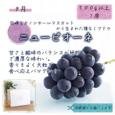 【発送月固定定期便】岡山　花笑み農園のピオーネ＆シャインお試し便(各1房・500g以上)全2回【配送不可地域：離島】【4082285】