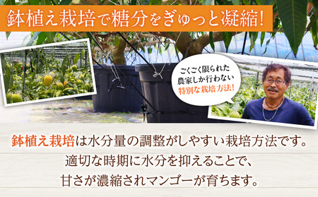数量限定 希少 完熟マンゴー 鉢植え栽培 2L以上 × 4玉_FC16-25