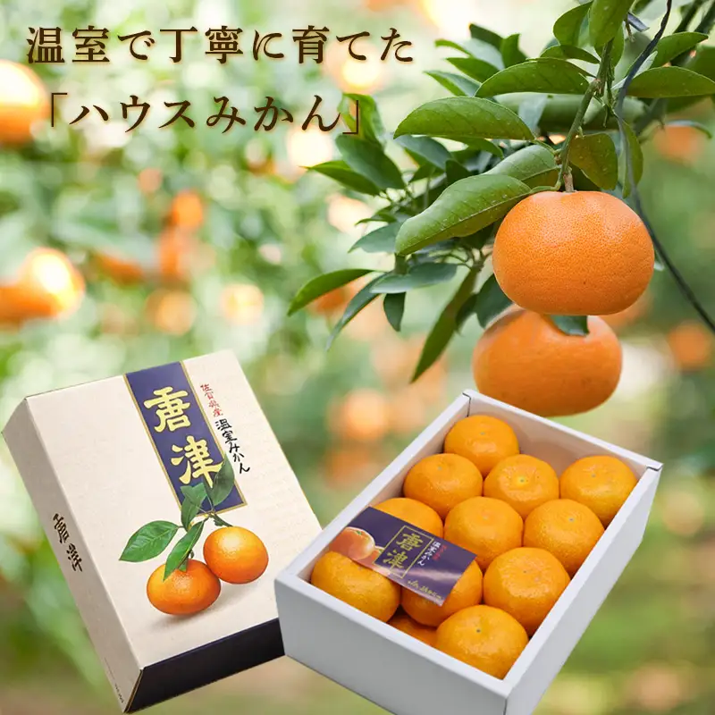 『先行予約』【令和8年7月上旬より順次発送】【全国出荷量1位】佐賀県ハウスみかん 1.8kg
