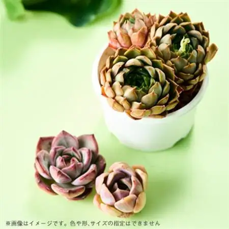 季節のおまかせ多肉植物5苗セット【1394676】