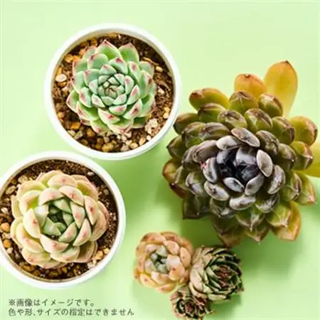 季節のおまかせ多肉植物10苗セット【1394679】