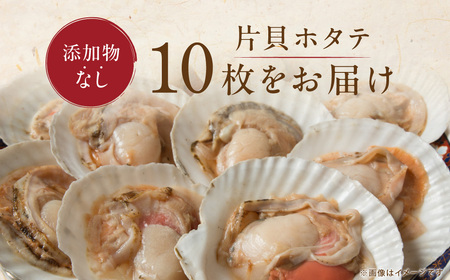 かにやで人気の片貝ホタテ10枚 ABAO2212 | ホタテ