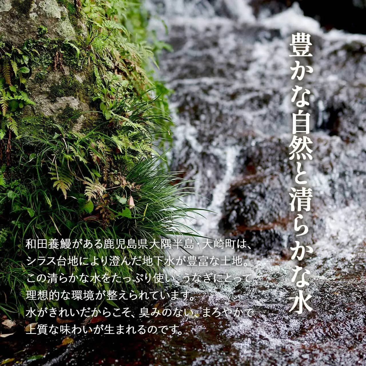 ふるさと納税限定　鹿児島県大崎町産 国産 うなぎ長蒲焼 2尾 計320g以上 | 鰻 うなぎ蒲焼き うな重 ひつまぶし ウナギ 蒲焼 人気 おすすめ 鹿児島 大隅半島 DU001　