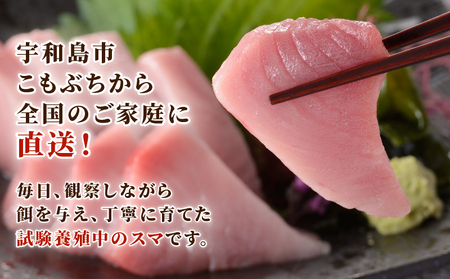 スマ 幻 の 高級魚 養殖スマ（媛スマ）皮付ロイン 2パック こもこもShop ロイン 養殖 刺身 お刺身 お刺し身 刺し身 人気 塩焼き 煮付け アレンジ 新鮮 冷凍 国産 愛媛 宇和島 D034-186011