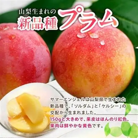 山梨県オリジナル品種の完熟すもも「サマーエンジェル」舌の上でとろけるなめらかな果肉【配送不可地域：離島・沖縄県】【1203987】
