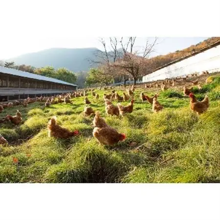 山梨県産「ハーブで育った放牧卵」と森の木霊(プレーン)セット【配送不可地域：離島】【1209505】