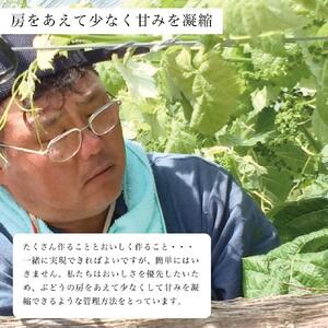 種無しピオーネ 約1kg(2～3房)【ご家庭用･先行予約】数量限定 空の雫 ピオーネ ぶどう 葡萄 ブドウ フルーツ 果物 くだもの 濃厚 甘み コク 大粒 デザート 産地直送 世羅 世羅産 サンワファーム 【2026年9月上旬以降順次発送】 A025-01