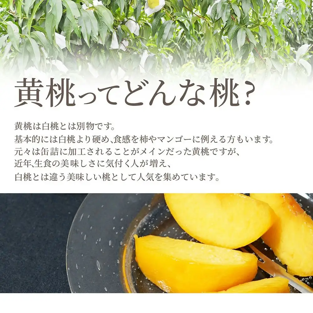 もも 光黄 3kg フルーツ 果物 山形 黄桃 モモ