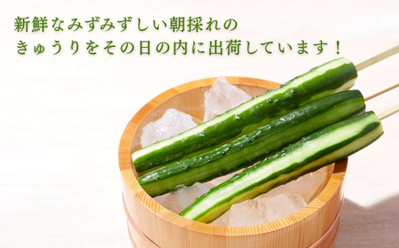 きゅうり 2.5kg(25本以上) きゅうり 野菜 | 石川県 小松市 JAあぐり
