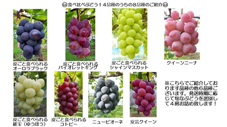 世羅産ぶどう食べ比べセット 約2kg【先行予約・数量限定】カナダ人農園主 ぶどう ブドウ マスカット フルーツ 果物 くだもの 産地直送 世羅 ラピアビンヤード【2026年9月下旬以降順次発送】 A021-08