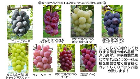 世羅産ぶどう粒食べ比べパック 約900g(3パック)【先行予約・数量限定】カナダ人農園主 ぶどう ブドウ マスカット フルーツ 果物 くだもの 産地直送 世羅 ラピアビンヤード【2026年9月下旬以降順次発送】 A021-09