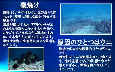 豊後の磯守 粒うに 60g×2本 _2522R