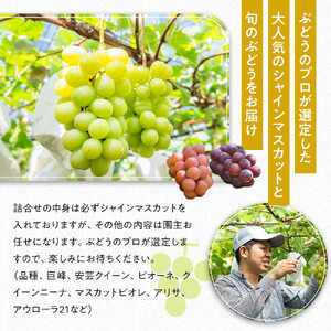 【2026年発送】シャインマスカット＋お任せぶどう 約1.5kg（2～3房）