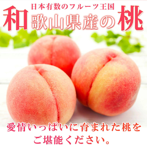 【全2回】かつらぎ町のフルーツ定期便ミニ（桃・梨）【8月・9月】【Z-tkb427】
