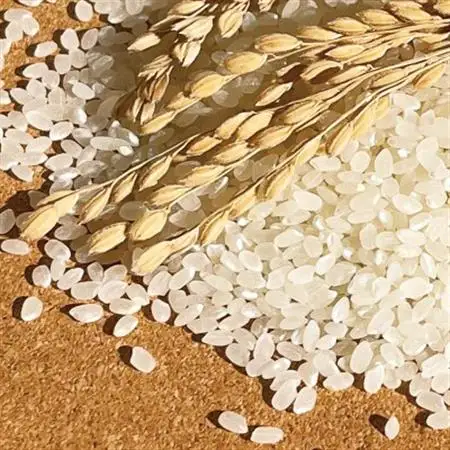 冷めても美味しい!【令和7年産】こぴっと米【五百川】白米・2kg　特別栽培米【配送不可地域：離島】【1652042】