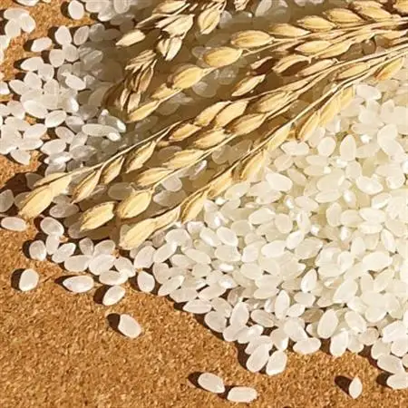 冷めても美味しい!【令和7年産】こぴっと米【五百川】白米・10kg　特別栽培米【配送不可地域：離島】【1652044】