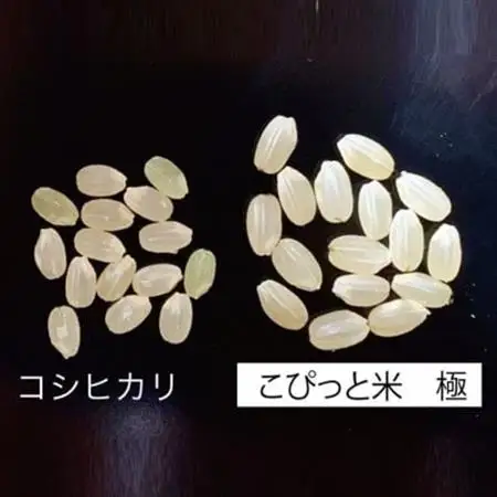 きわだつ大粒!【令和7年産】こぴっと米【極】白米・10kg　特別栽培米【配送不可地域：離島】【1652053】