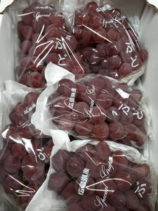 世羅産サニールージュ 約2kg(3～6房)【先行予約・数量限定】カナダ人農園主 ぶどう ブドウ フルーツ 果物 くだもの 産地直送 世羅 ラピアビンヤード【2026年8月下旬以降順次発送】 A021-11