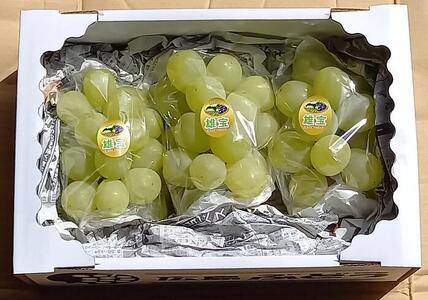 世羅産雄宝 約2kg【先行予約・数量限定】カナダ人農園主 ぶどう ブドウ  ゆうほう フルーツ 果物 くだもの 産地直送 世羅 ラピアビンヤード【2026年10月上旬頃より順次発送】 A021-16