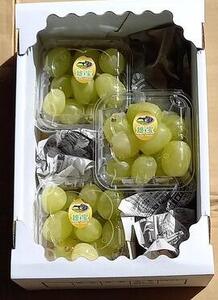 世羅産雄宝粒パック 約900g(ご家庭用)【先行予約・数量限定】カナダ人農園主 ぶどう ブドウ  フルーツ 果物 くだもの 産地直送 世羅 ラピアビンヤード【2026年10月上旬頃より順次発送】 A021-19