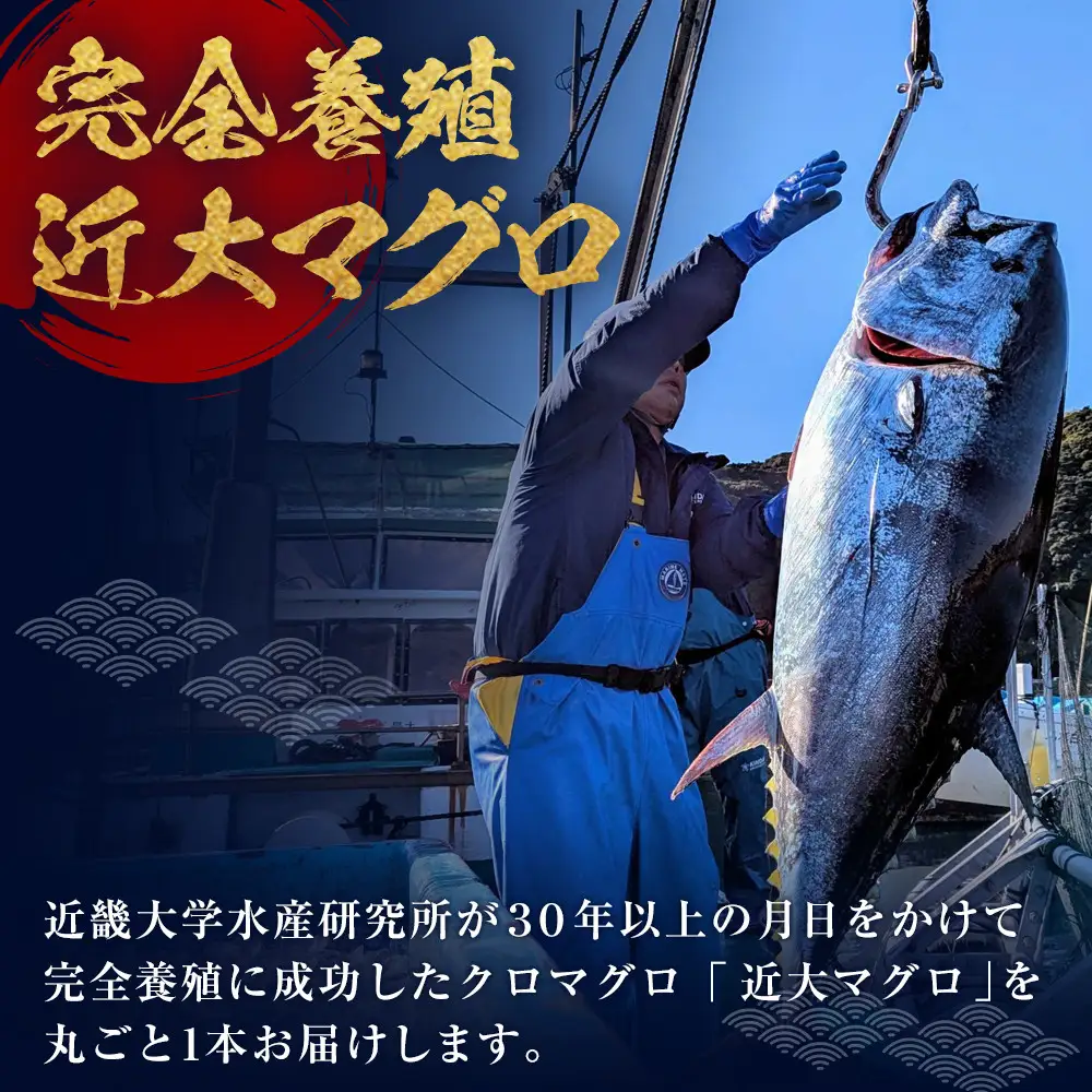【近大マグロ 1本丸ごとお届け】鹿児島県 奄美大島産 近大マグロ 1本40kg前後 養殖クロマグロ 赤身 大トロ 中トロ 近畿大学