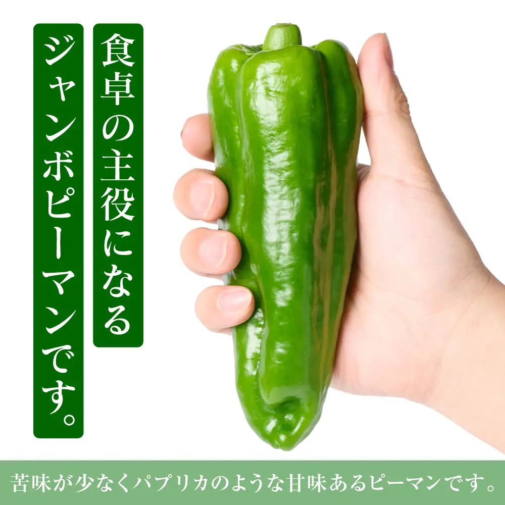 ピーマン 産地直送 とんがりジャンボピーマン 1.5kg ピーマン