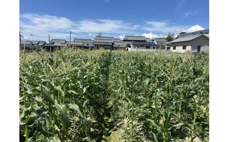 とうもろこし おおもの 5本入り ／ 23ファーム  奈良県 葛城市【fumi001】