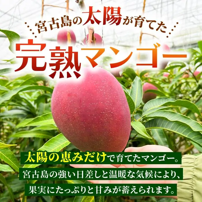 【贈答用】宮古島産マンゴー2kg ＜リトルグローブ＞（LT002）