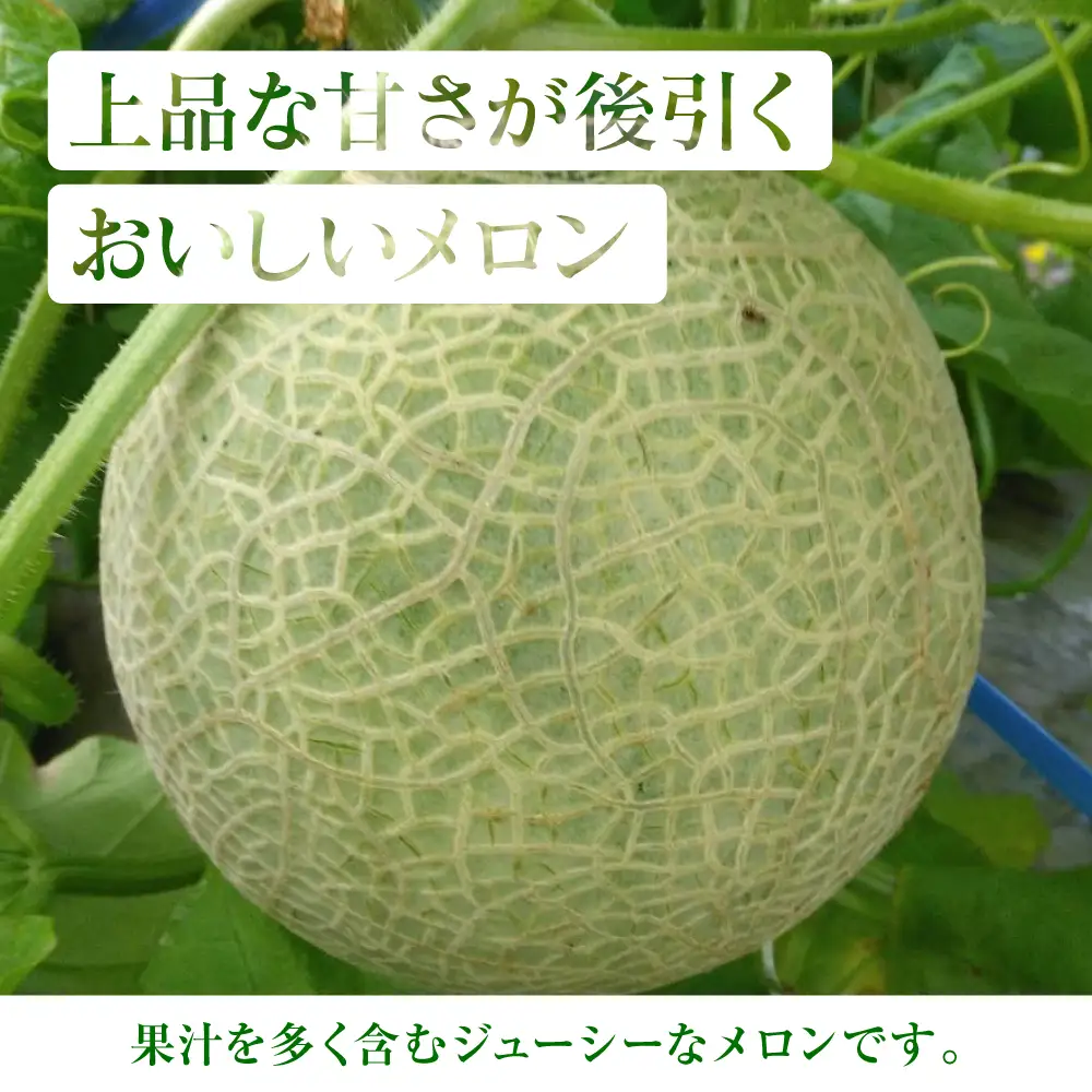 産地直送 クインシーメロン 3～4玉 約5kg クインシー メロン めろん 赤肉メロン 赤肉 果物 くだもの フルーツ デザート 贈り物 国産 熊本県 八代市