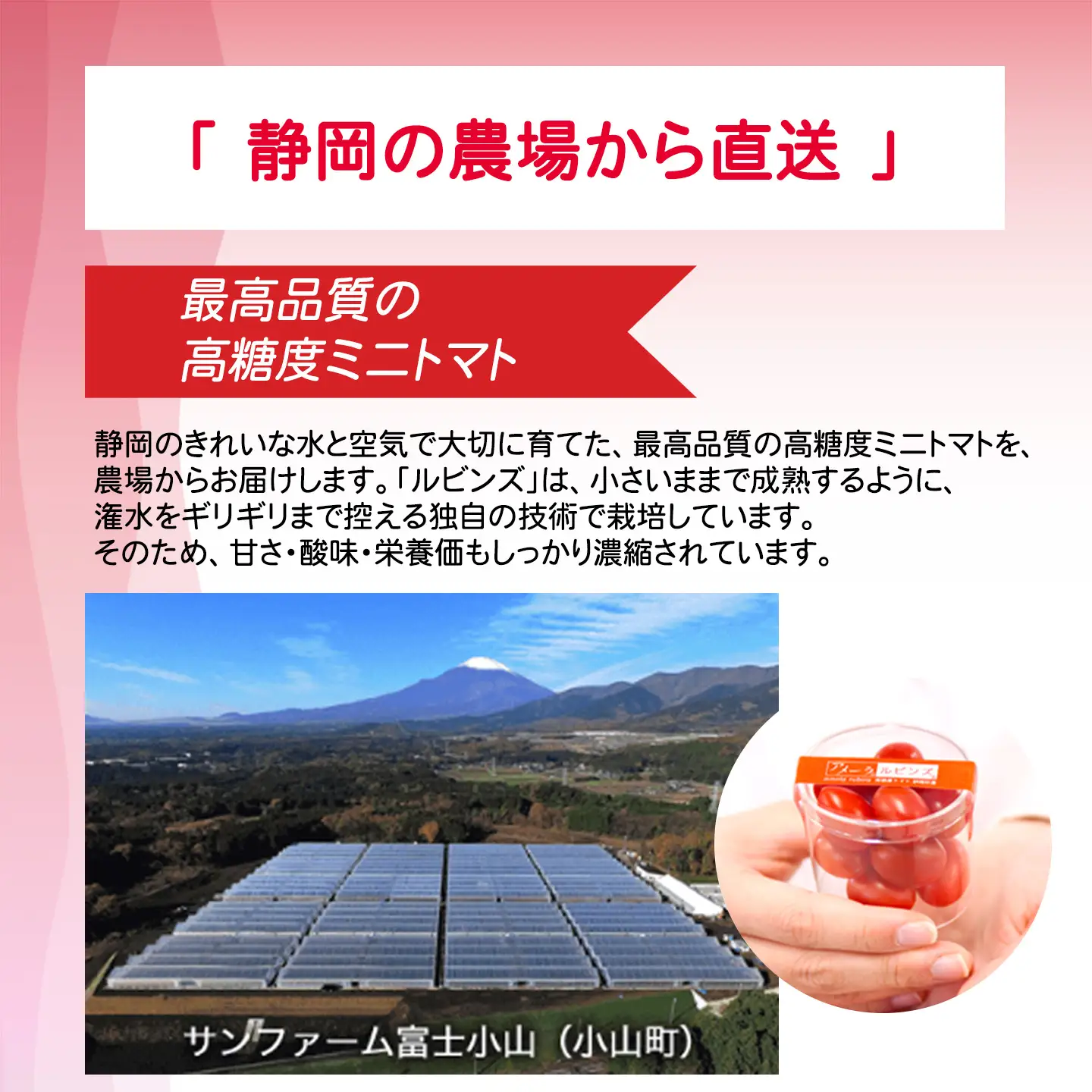 ミニトマト アメーラルビンズ 約60g×10P ミニトマト