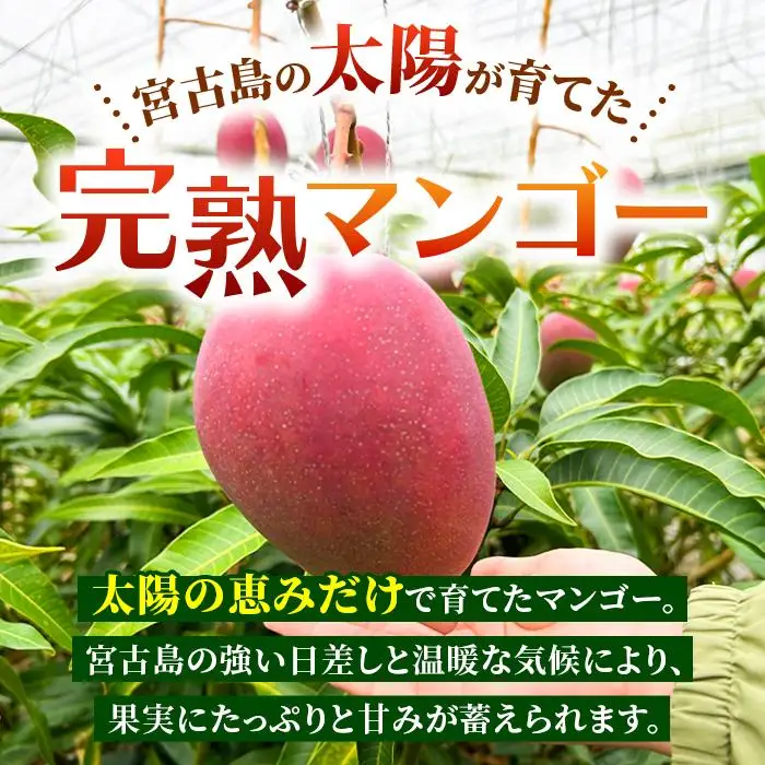 【家庭用】宮古島産マンゴー1kg ＜リトルグローブ＞（LT003）