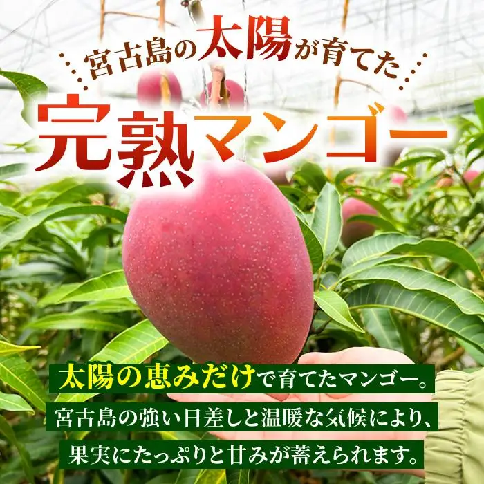 【家庭用】宮古島産マンゴー4kg ＜リトルグローブ＞（LT005）