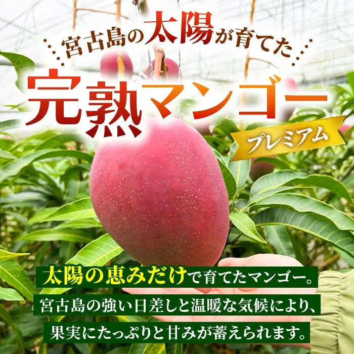 【プレミアム】宮古島産マンゴー2kg ＜リトルグローブ＞（LT006）