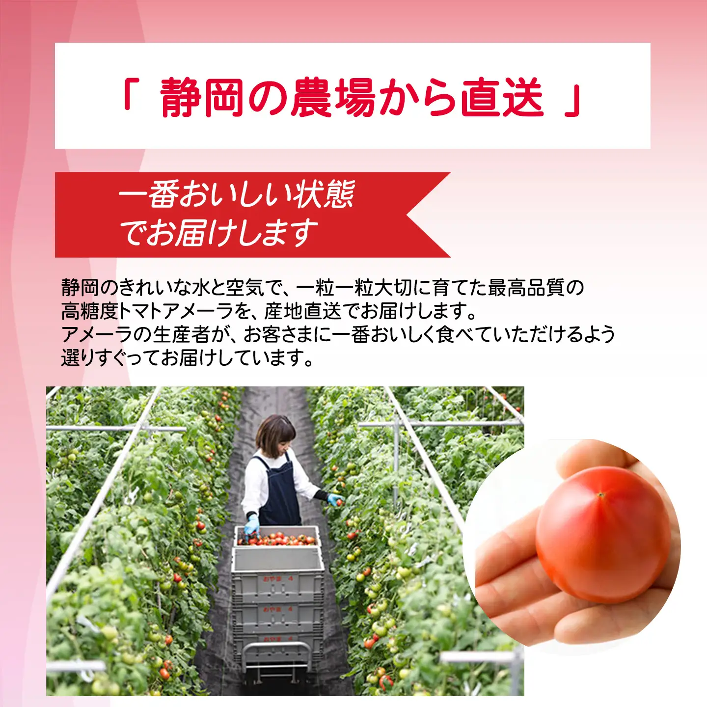 トマト ミニトマト アメーラ＆ルビンズ10P