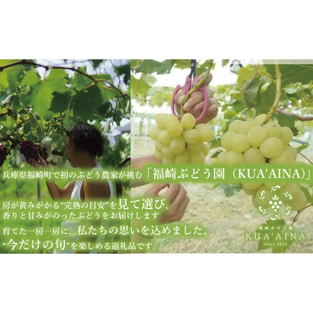 【兵庫県福崎産】「福崎から福咲を」 朝採れ ご家庭用 シャインマスカット ２kg 詰め合わせセット 福崎ぶどう園 ８月下旬から順次発送 ぶどう 数量限定