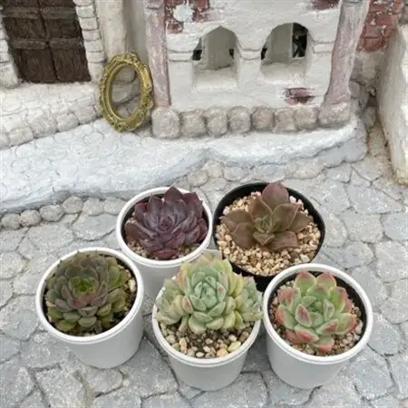 種類はおまかせ!多肉植物の苗セット(5種類アソート)【配送不可地域：離島】【1713107】
