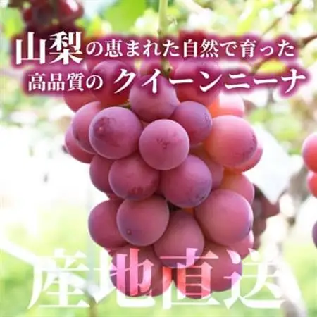【数量限定】希少!赤い宝石　『クイーンニーナ』　2房　山梨のぶどう　クインニーナ【配送不可地域：離島・沖縄県】【1041056】