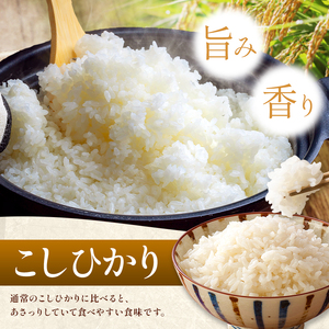 令和7年産 こしひかり 30kg ( 5kg × 6袋 ) ( 無洗米 ) 宮崎県産
