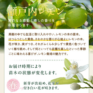 香るレモンの苗木_ 香る レモン 苗木 瀬戸内レモン 国産 枝付き 苗 高さ 1m 前後 果樹 樹木 育てやすい ガーデニング 観葉植物 ベランダ栽培 鉢植え 家庭栽培 インテリア 結婚祝い 出産祝い 記念樹 スリット鉢 8号 支柱 ウェルカムボード お取り寄せ 福岡県 久留米市 送料無料  〔Hf043〕