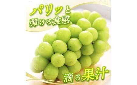 【2026年先行予約】 【訳あり】 Lino＆Kai Farmのシャインマスカット 3房前後(2kg前後）化粧箱入 【linokai013-01】