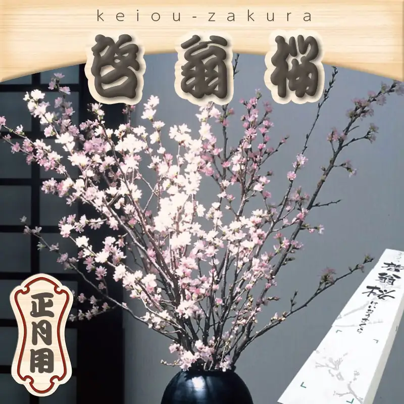 正月用 啓翁桜 切り花 08-01-054